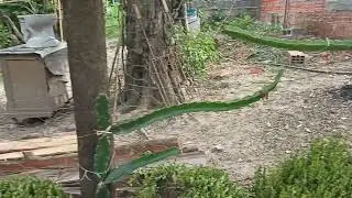 Lindo as plantas 