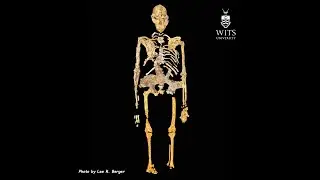 Observations and Challenges in Reconstructing the Stw 573  Little Foot skeleton