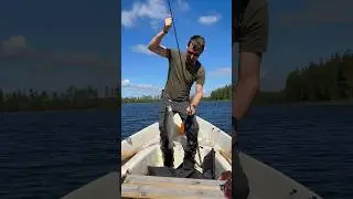 Fishing in North of Sweden! #fishing #salmon #nature #sweden #lake