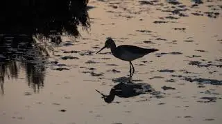Don Edwards San Francisco Bay National Wildlife Refuge
