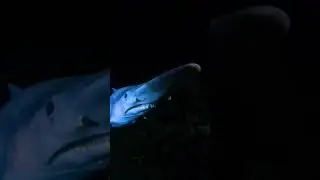 Facts About Goblin Shark 🦈 😲😨 #shorts #shortfeed #trending #viral