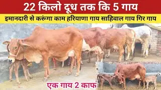 22 किलो दूध तक कि 5 गाय , इमानदारी से करूंगा काम , हरियाणा गाय साहिवाल गाय गिर क्रोस गाय ,