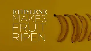 Ethylene, What Makes Fruit Ripen