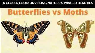 Difference between Moths and Butterflies| #nature | تتلیاں اور پتنگے | तितली और पतंगे के बीच अंतर