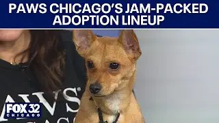 PAWS Chicago has a jam-packed adoption lineup