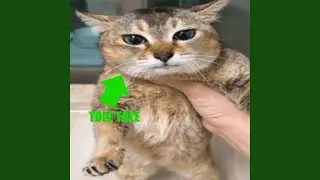 Толе Толе (mei mei)