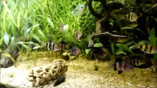 Giant Danios (Devario malabaricus)