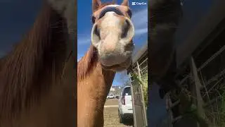 #equestrianvibes #horse