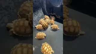 Ритуал для черепашки 🐢☀️