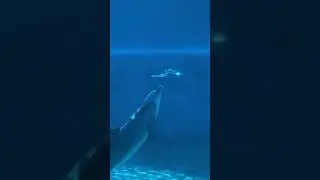 Dolphin Making Cool Bubble Rings Underwater