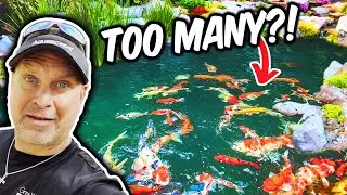 TOO Many KOI FISH in this POND. KOI BABIES