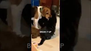 Beagle Policing the Cats #pets #funny #dogs #cat #beagle #funnycatvideos #viral #shorts