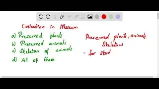 A museum has a collection of a Preserved plants b Preserved animals c Skeleton of animals d All of t