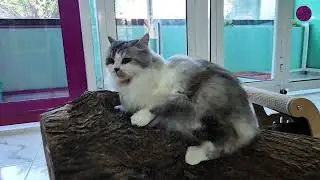 Jazeera&rsquo;s Calm Holiday Playtime  | Domestic Medium Hair Cat Relaxing & Chilling