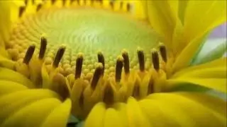 Andaluzia - Marcos Lessa & Flávia Wenceslau