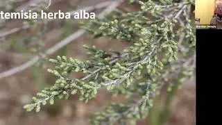 Essential Oil Mini Class: Mugwort
