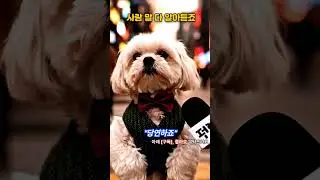 댕댕이의 충격 고백(A Dog&rsquo;s Shocking Confession). #댕댕이, #동물, #반전, #유머 (#Doggo, #PlotTwist, #Humor)