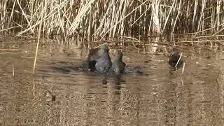 Moorhens fighting.