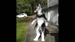 Werewolf All angles