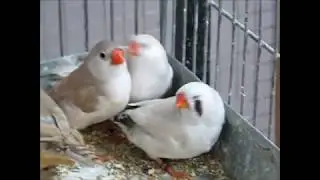 Zebra finch young females 2018