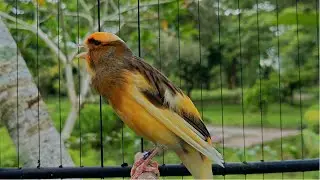The Voice of the Canary Bird, Singing a Super Relaxing Bird Melody