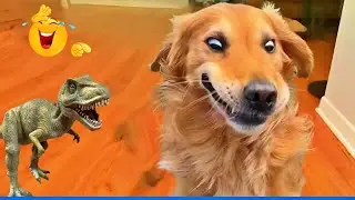 Funniest Cats & Dogs of 2026 🐾😸 | Try Not To Laugh Challenge! 🤭 #funnydogs #funnycats