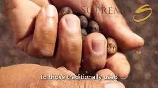 ECOM Trading -  Coffee - Exportadora in Nicaragua
