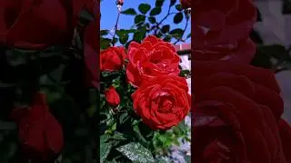 Beautiful Natural Flowers Garden #flowers #nature #rose #garden