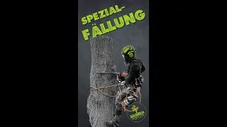 Spezialf&auml;llung mit seilunterst&uuml;tzter Baumklettertechnik #climbingarborist #sktb #baumf&auml;llung #rope