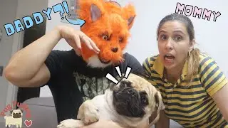 My dog reacts to a Scary Werewolf Mask - Scaring my Pug