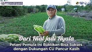 Dari Niat Jadi Nyata: Petani Pemula Ini Buktikan Bisa Sukses dengan Dukungan CU Pancur Kasih
