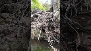 Estuvo GRAVE LA COSA arrastro ARBOLES #exploracion