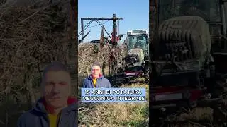 Vigneto dopo 15 anni di potatura meccanica integrale