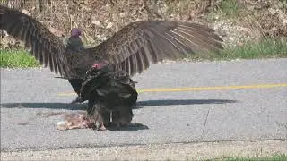 Turkey Vulture Fight