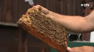 Bienenk&ouml;nig Reinhard Schultke - per Zufall Imker