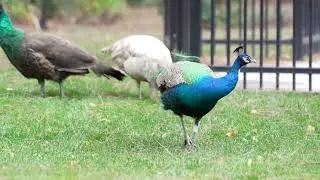 Wild Peacocks: Nature's Royal Visitors