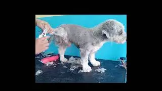 Short Mix Breed Dog Grooming