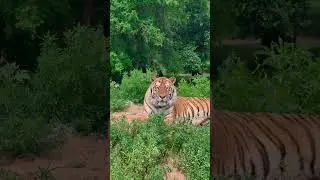 #phonk #music #beats #remix #dnb #tiger #bigcats #zoo #tigee #liontiger