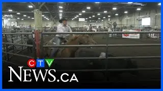 Canadian Finals Rodeo kicks off across Edmonton