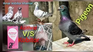 Azithral Liquid 200 for Pigeon #subscribe #cute #animals