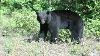 Bear on Liard Trail, Northwest Territory, Canada