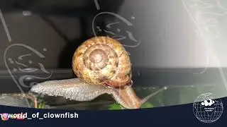 #snail #snails #world #fish #shirmp #saltwater #freshwater #sea #foodfish #agua #aquarium