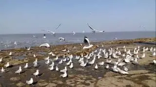 Koliyak Beach Bhavnagar