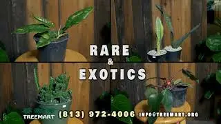 Tampa Nursery - Treemart - Labor Day Sale!!
