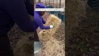 Зимняя защита #садоводство #сад #домашнеесадоводство #короткиевидеонаyoutube #сено