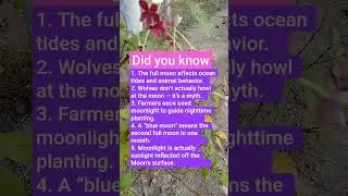 🌕 The Magic of the Full Moon: Nature&rsquo;s Silver Lantern