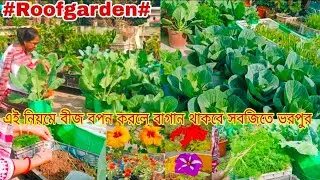 সবসময় সবজি পেতে এইভাবে বীজ বপন করুন//কতো গাজর 🥕 গাছ তুলে দিলাম#roofgarden #chhadbagan #