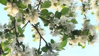 Surah Taha - Abdulwali Al Arkani