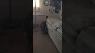 Kitty Kate detective kitty