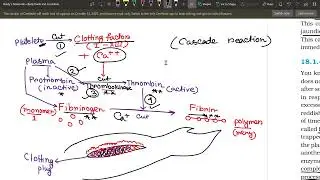 CBSE Class 11 Body fluids and Circulation | part 2